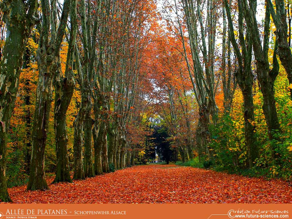 Allée de platanes Alsace - Schoppebwihr Allée de platanes Alsace - Schoppebwihr