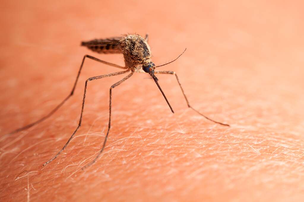Nourri avec un composé dérivé d’un médicament anti-obésité, le moustique perd son attirance pour le sang durant deux à trois jours. © Com Salud, Flickr