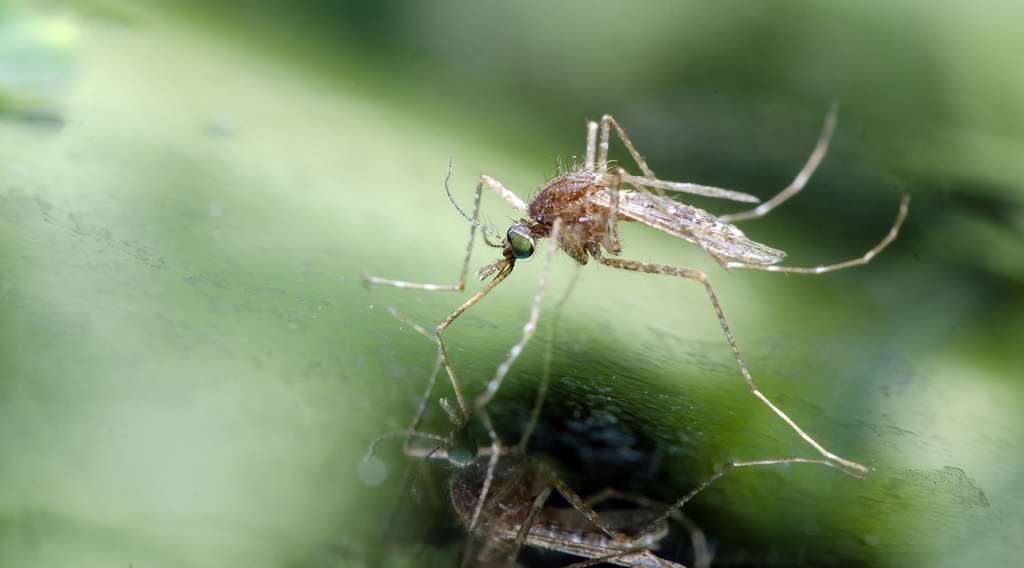 L’allongement de la saison des pluies favorise la prolifération des moustiques, responsables de la dengue. © Nuwat, Fotolia