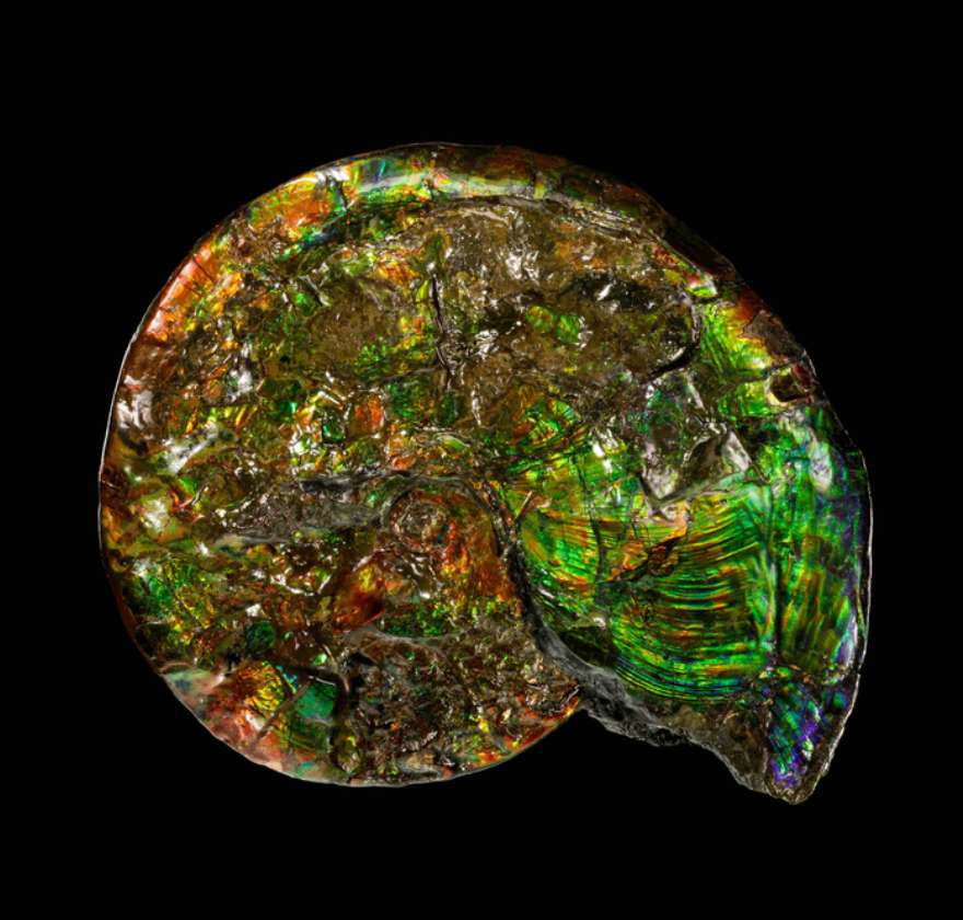 Un exemple de biominéral : une ammonite opalisée, appartenant à un sous-groupe éteint de céphalopodes. C'est le processus d'opalisation qui lui donne cet aspect irisé. © Arkenstone, Rob Lavinsky