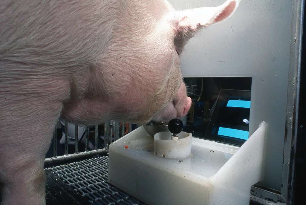 Les cochons sont capables de manœuvrer un joystick en fonction de ce qui se passe sur un écran. © Candace Croney, Université Purdue, Eston Martz, Université de l’État de Pennsylvanie