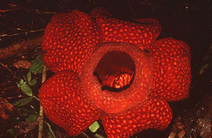Rafflesia arnoidii Rafflesia arnoidii
