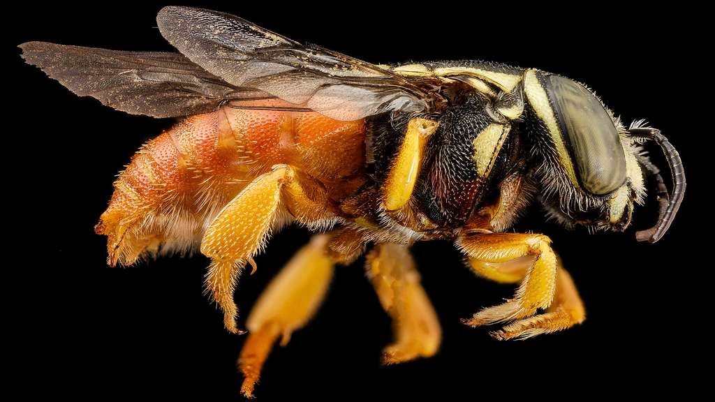 Une abeille Pachyanthidium, d'Afrique
