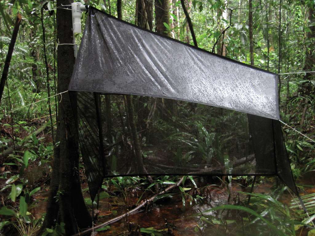 Pour compter les insectes, les entomologistes allemands ont utilisé des pièges Malaise comme celui-ci, installé en forêt en Guyane. © G. Lamarre, Q. Molto, P. Fine et C. Baraloto, Wikipedia, CC by 3.0