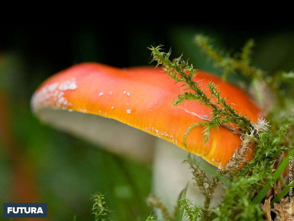 Champignon couleur d'automne Champignon couleur d'automne