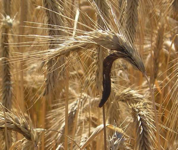 mélange de seigle et de blé en 6 lettres