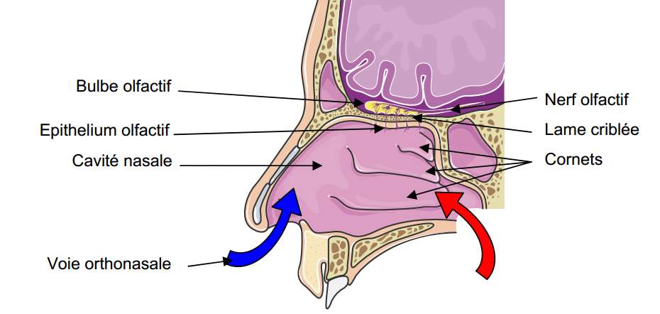 Le schéma de la fonction olfactive. Le bulbe olfactif situé dans le cerveau communique avec les fosses nasales grâce aux nerfs olfactifs. © Domaine public