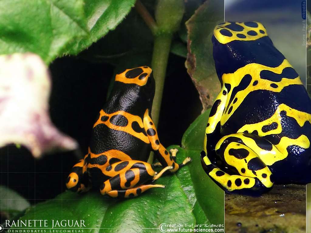 Rainette jaguar Rainette jaguar