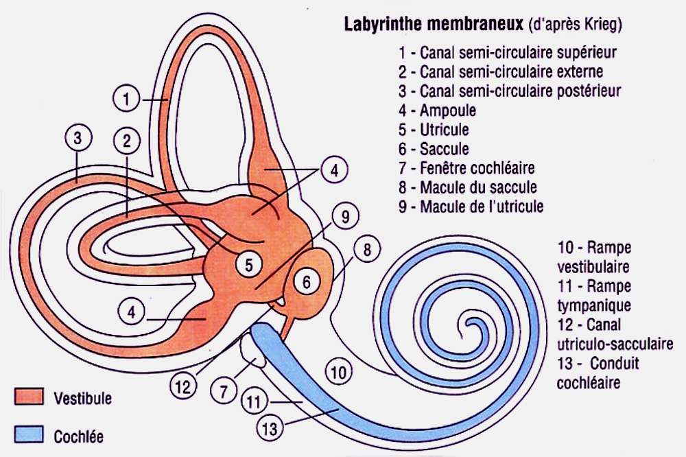 Anatomie De L Oreille Interne Sch ma Anatomique D Une Oreille AEODKK Anatomie De L Oreille Interne Sch ma Anatomique D Une Oreille AEODKK