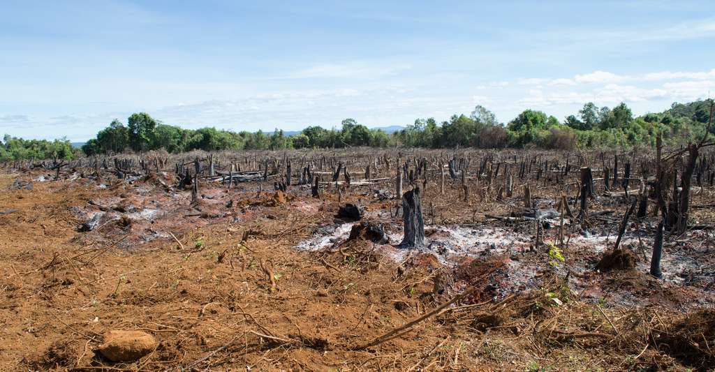 Jusqu’en août 2020, la déforestation de l’Amazonie était déjà supérieure de 2.400 km2 à celle de 2019. © Kristof, Adobe Stock