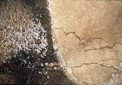 Altérations par les moisissures sur une paroi de la grotte. Crédit : Ministère de la Culture