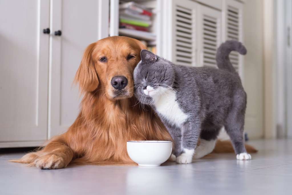  Quel régime alimentaire pour votre chien et votre chat ? © chendongshan, Adobe Stock