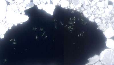 Surveillance de la migration des bélugas, mer de Beaufort. © DR