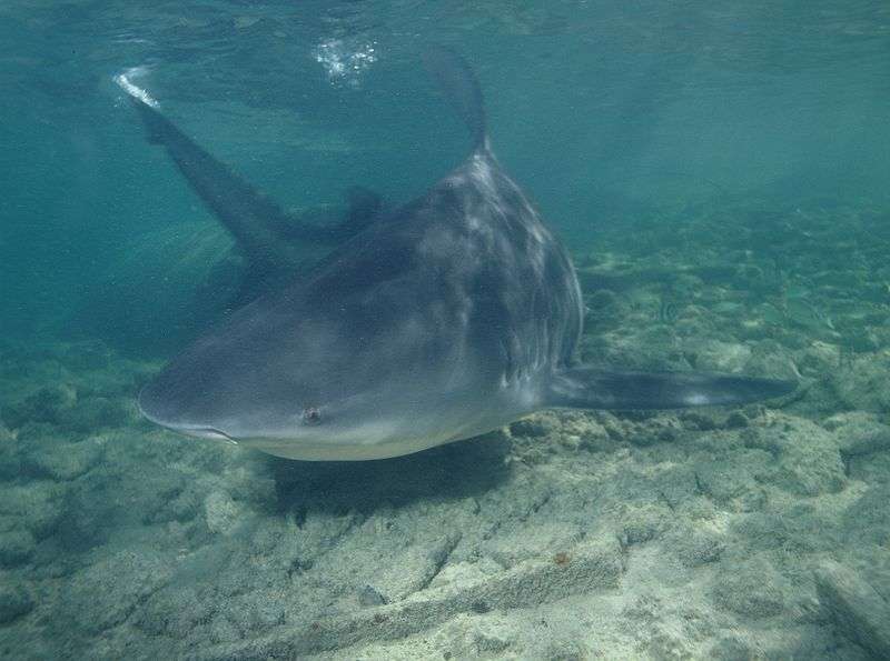 Definition Requin Bouledogue Carcharhinus Leucas Requin Du Zambeze Futura Planete