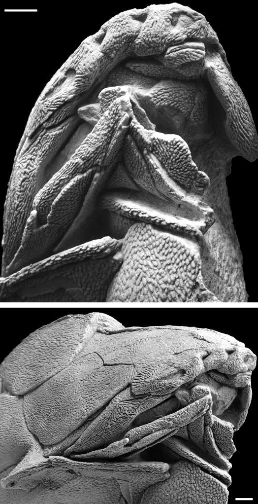 Ces restes fossiles vieux de 419 millions d'années d'un Entelognathus primordialis ont été découverts en Chine. Ils se composent notamment d'un prémaxillaire, d'un maxillaire et d'un dentaire, bien qu'ils appartiennent à un placoderme. Suite à leur présence, ce groupe devient l'ancêtre direct des poissons osseux, en lieu et place des poissons cartilagineux. Les barres d'échelle représentent 1 cm. © Zhu et al., 2013, Nature