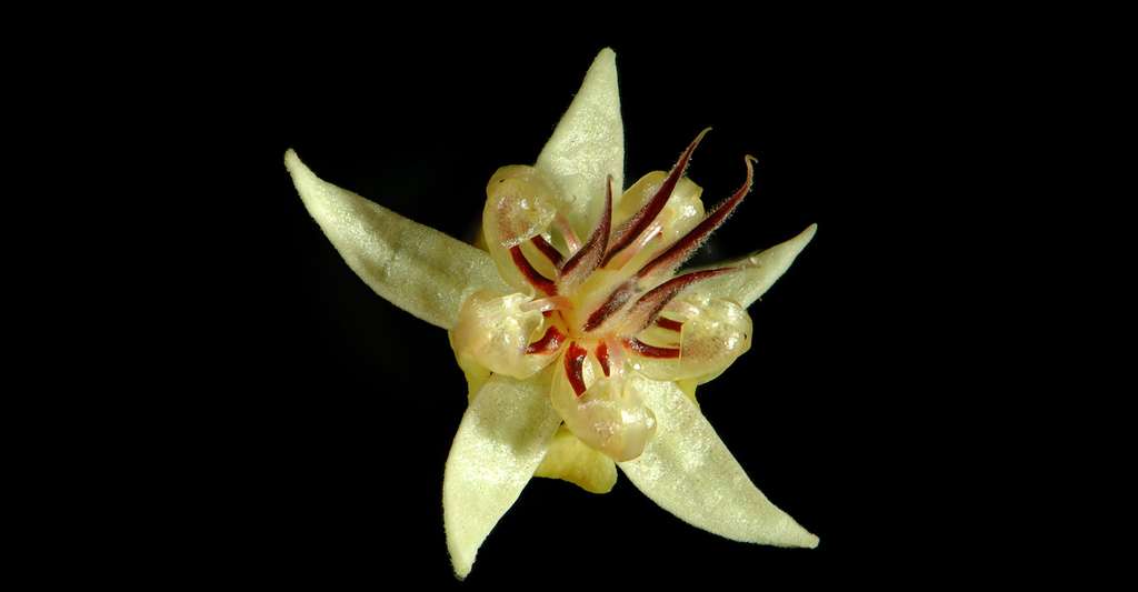 Fleur de cacaotier. © Domste, Wikimedia commons, CC by-sa 3.0