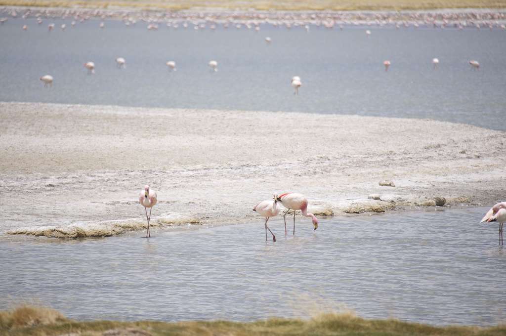 Des flamants roses pêchent en plein désert Des flamants roses pêchent en plein désert