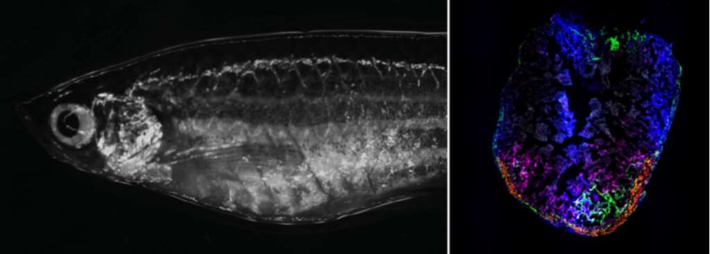 À gauche, un poisson zèbre adulte au microscope à fond clair. À droite, un cœur de poisson zèbre 7 jours après avoir été blessé. Les fibroblastes activés de manière transitoire se localisent dans la zone de la blessure. © Panáková Lab, MDC