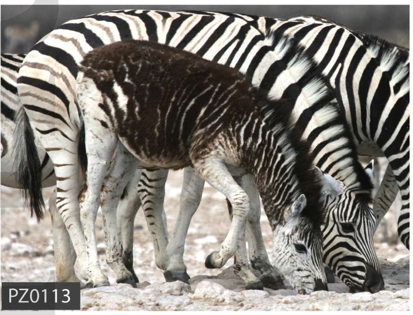 Breve Etrangete Du Vivant Un Zebre Ne Sans Rayures Mais Avec Des Pois