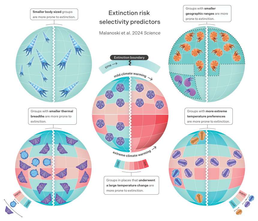 Cette infographie résume les principaux facteurs identifiés par les chercheurs de l’université d’Oxford (Royaume-Uni) qui déterminent le risque d’extinction des espèces en période de changement climatique. © Miranta Kouvari, Science Graphic Design, Université d’Oxford