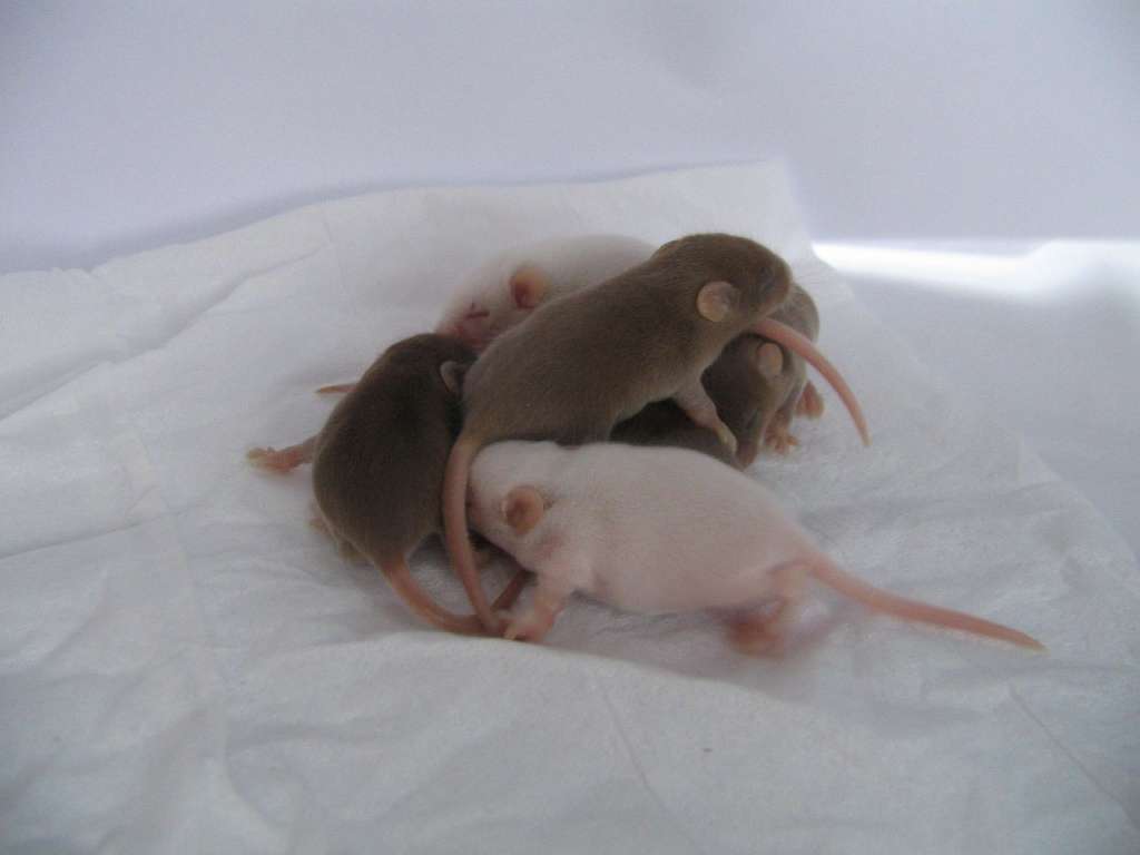 Une souris porte en moyenne neuf souriceaux. Cependant, les souris ne produisant pas le récepteur LRH-1 dans leur utérus sont incapables de mener la gestation à terme. © MysteryFaery, Flickr, cc by nc nd 2.0