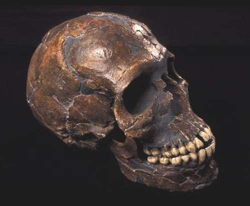 L'Homme de la grotte de Qafzeh, en Israël L'Homme de la grotte de Qafzeh, en Israël