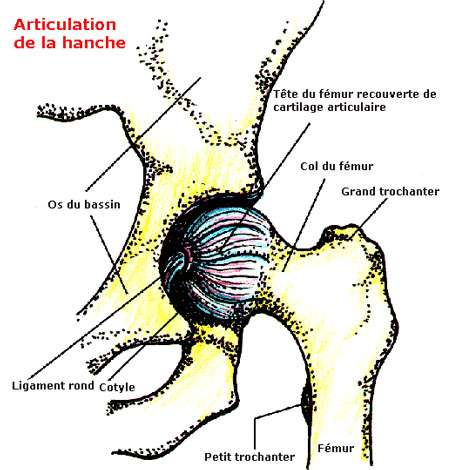 Schéma général : articulation de la hanche. © DR