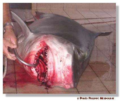 La pêche aux requins est souvent pratiquée sans considérations pour l'animal. © P. Mespoulhé
