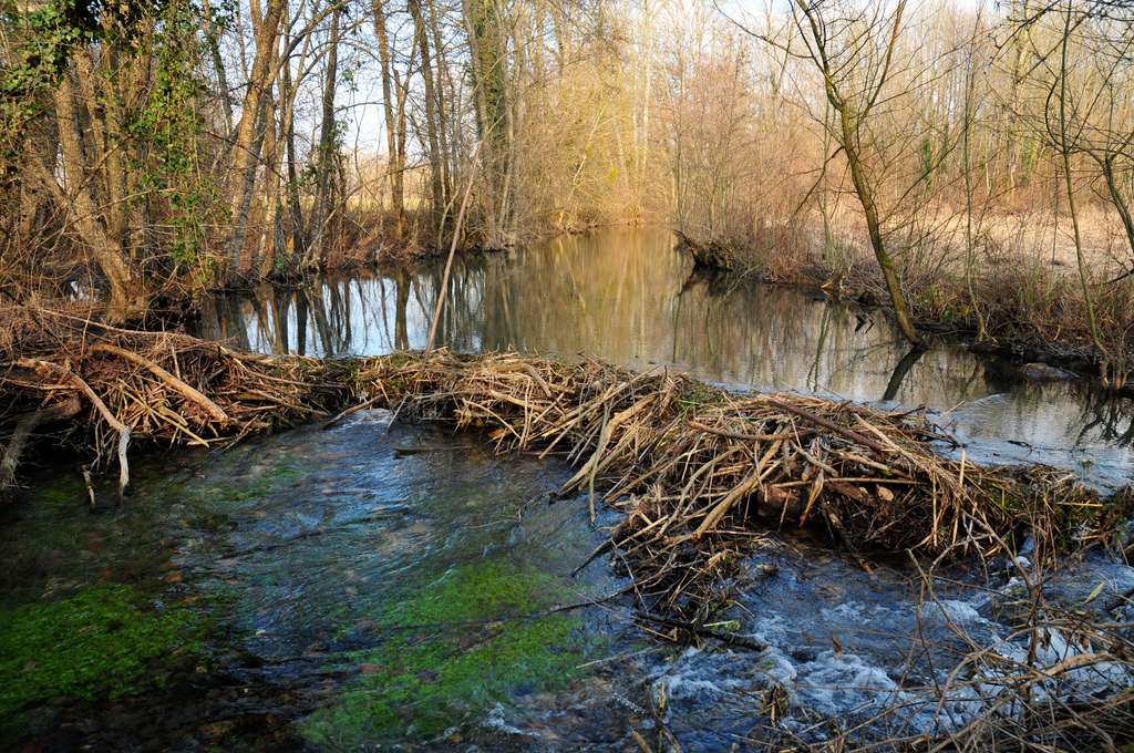 En France, les barrages de castor sont peu fréquents. Ils concernent surtout des petits cours d’eau peu profonds. © Rémi Masson, tous droits réservés