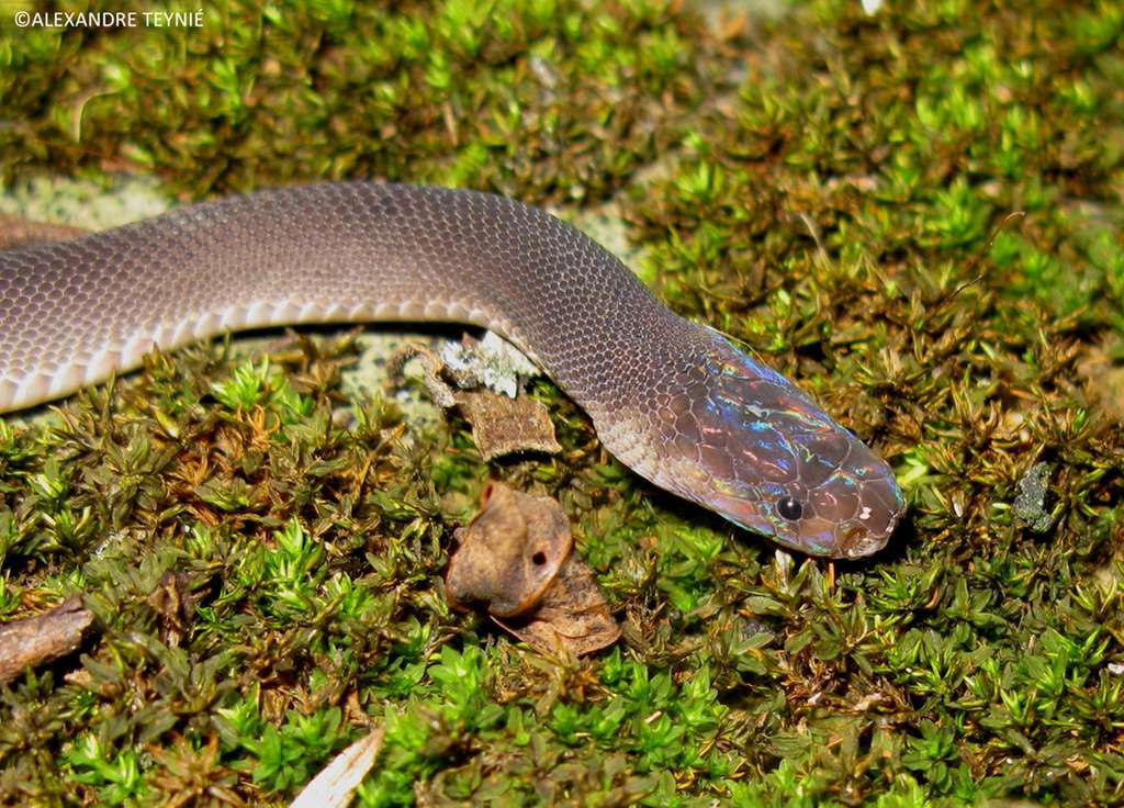 Le beau serpent arc-en-ciel, Parafimbrios lao, découvert au nord du Laos. © WWF, Alexandre Teynié