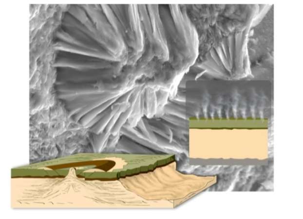 La photographie montre, en gris, les particules argileuses d'origine magmatique recouvrant des cristaux d'un basalte provenant d'une coulée de lave de Mururoa (Polynésie française). De telles argiles ont pu se former sur Mars, comme le montre le schéma, dans des roches partiellement dégazées (ici en jaune) datant de plus de 4 milliards d'années, c’est-à-dire pendant le Noachien), et non dans des roches complètement dégazées (en vert) et plus récentes, ne datant que de l’Hespérien. © Alain Meunier et al. / CNRS