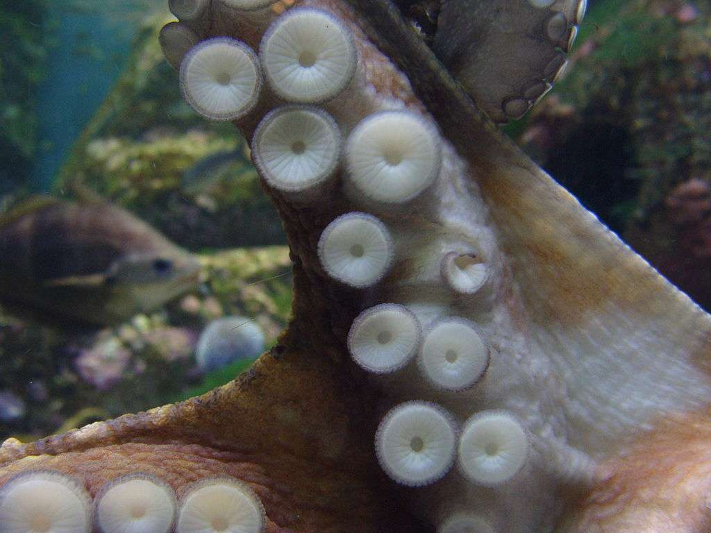 Les bras des pieuvres portent des centaines de ventouses, en gros plan sur cette photographie. © Aquarium Finisterrae, cc by sa 3.0