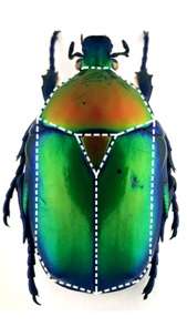 Vue dorsale d'un coléoptère avec, en pointillé et de forme triangulaire, la forme rappelant un scutoïde. © Gómez-Gálvez et al., Nature Communications, 2018 Vue dorsale d'un coléoptère avec, en pointillé et de forme triangulaire, la forme rappelant un scutoïde. © Gómez-Gálvez et al., Nature Communications, 2018