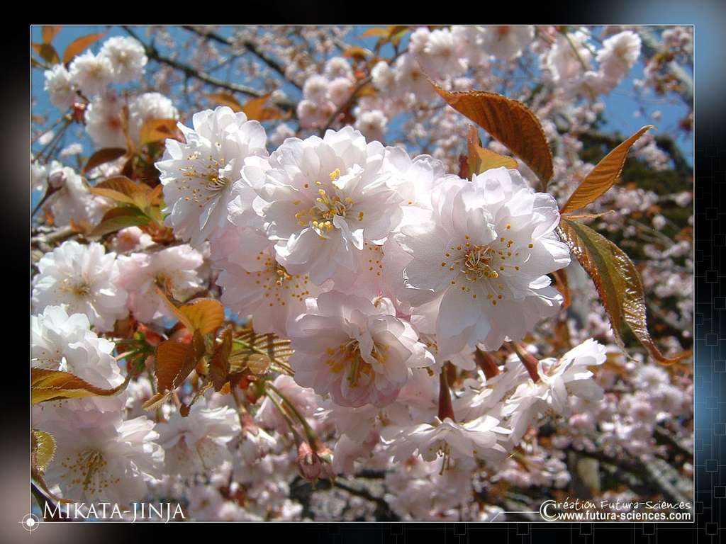 20 Mars Voilà Le Printemps