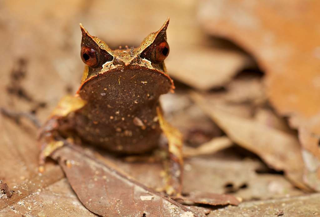 Megophrys nasuta, la reine du camouflage Megophrys nasuta, la reine du camouflage
