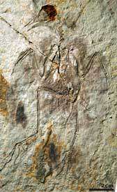Hongshanornis longicresta, oiseau du Crétacé Crédits : Zhonghe Zhou, Fucheng Zhang, PNAS Hongshanornis longicresta, oiseau du Crétacé Crédits : Zhonghe Zhou, Fucheng Zhang, PNAS