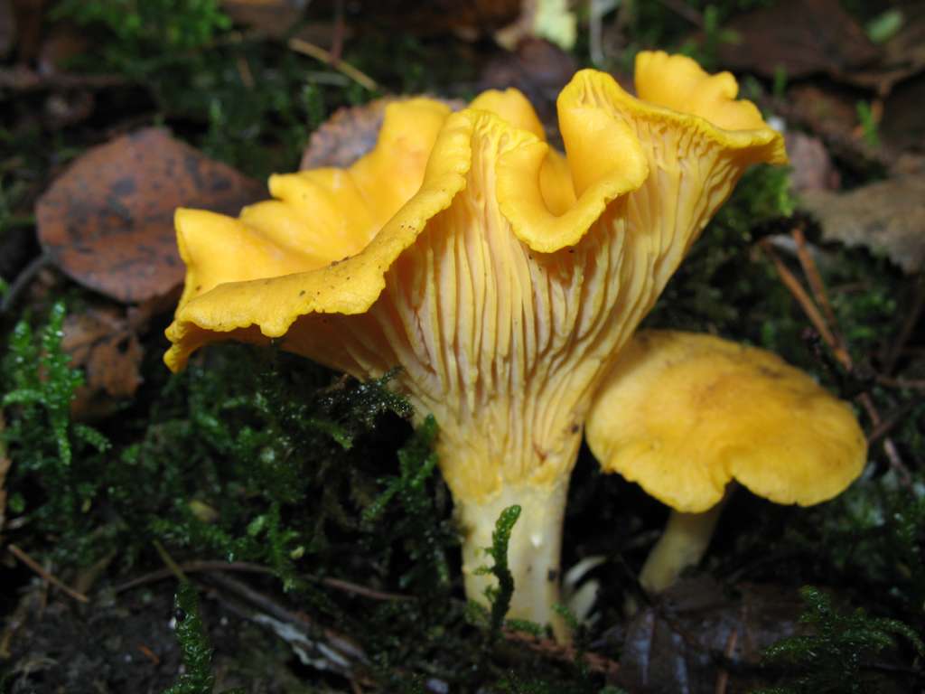 Girolle comestible Girolle comestible