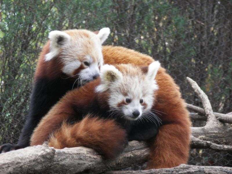 Photo L Enfance De Firefox Le Panda Rouge