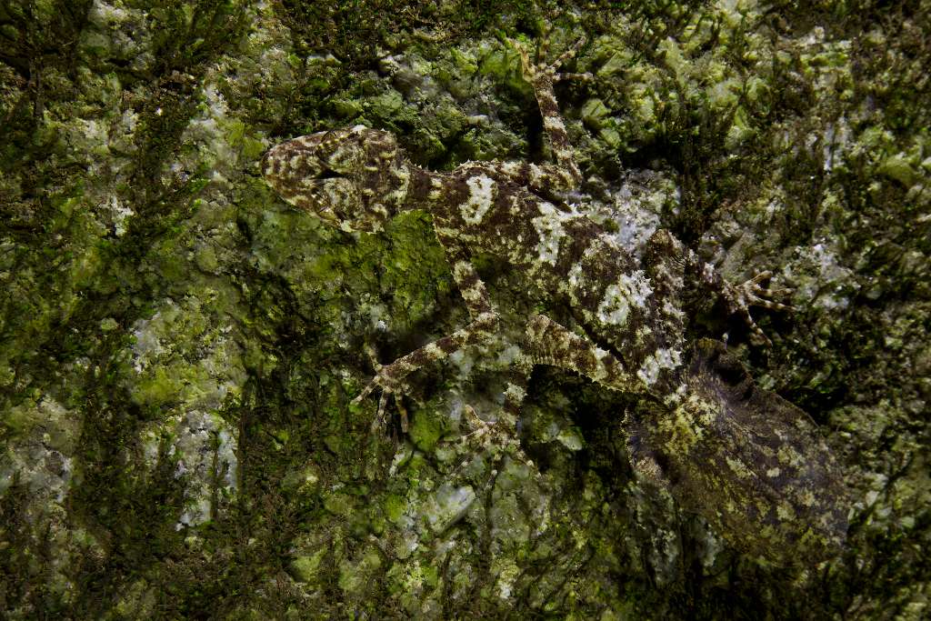 Grâce à la découverte de ce gecko Saltuarius eximius, du lézard Saproscincus saltus et de la grenouille Cophixalus petrophilus, la péninsule australienne Cape York compte désormais six espèces endémiques. © Tim Laman, National Geographic, nc nd