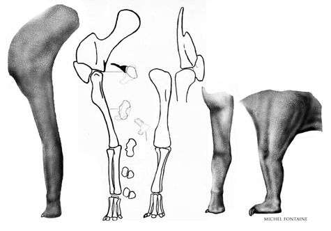  Atlasaurus, détails d'une patte et du crâne. © http://michel-fontaine.com/index.html