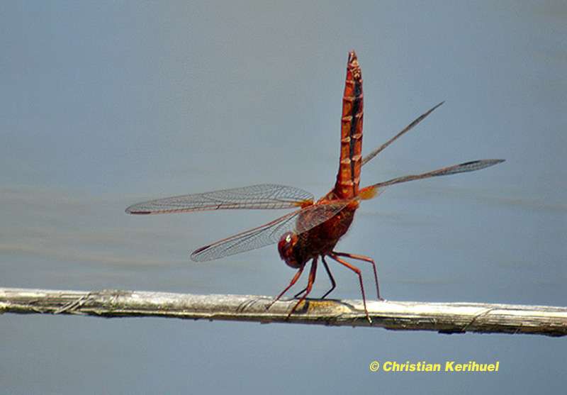 La libellule écarlate, ou Crocothemis erythraea La libellule écarlate, ou Crocothemis erythraea