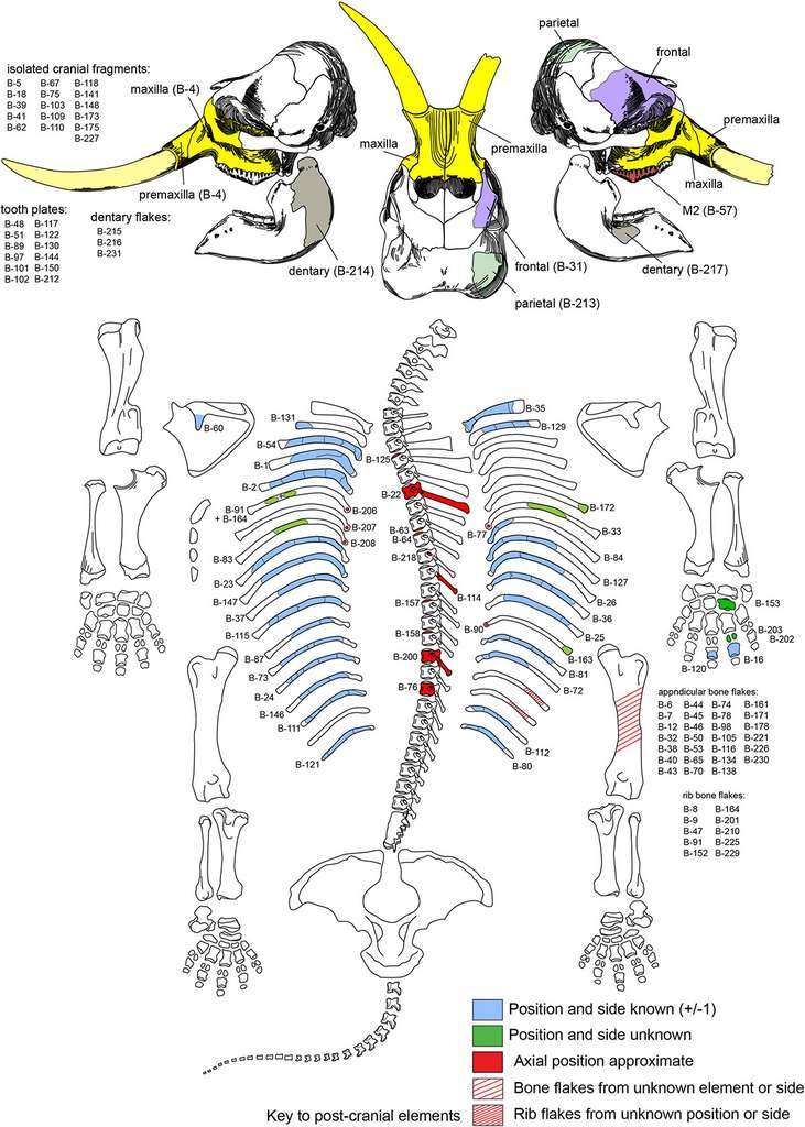 Les restes du mammouth adulte consistent notamment en une portion de crâne, des défenses, des côtes et des vertèbres. © Rowe et al, 2022