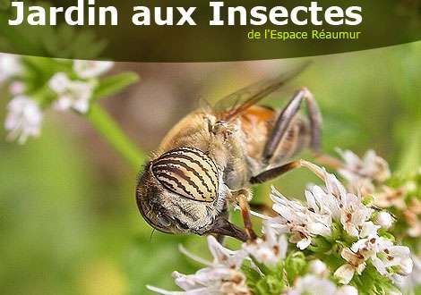 Escapade Jardin Aux Insectes De L Espace Reaumur