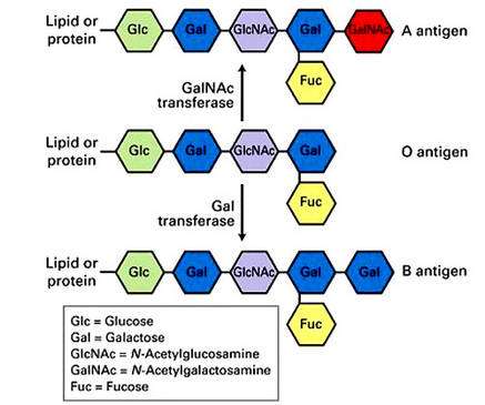 Schéma moléculaire des groupes ABO. Les antigènes A, O et B sont détaillés. © DR