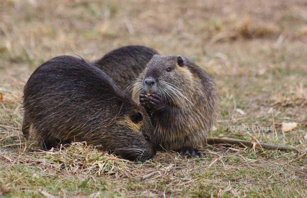 Definition Ragondin Castor Des Marais Myocastor Coypus Futura Planete