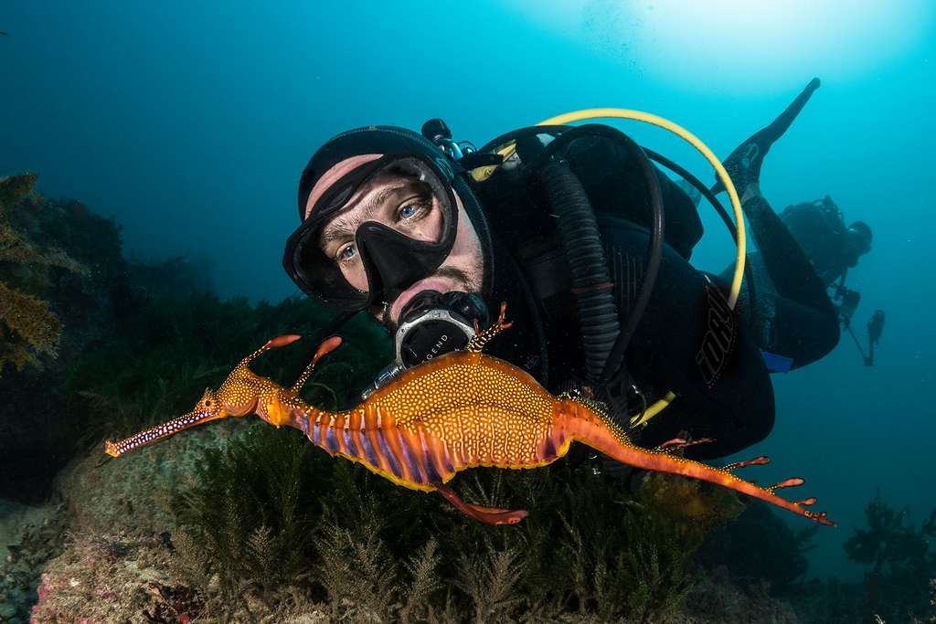 Le dragon de mer commun, un cousin de l’hippocampe Le dragon de mer commun, un cousin de l’hippocampe