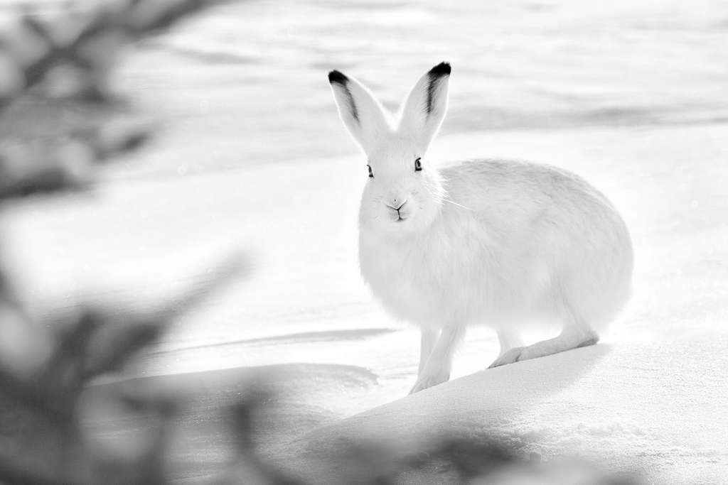 Le lièvre arctique et son espièglerie Le lièvre arctique et son espièglerie