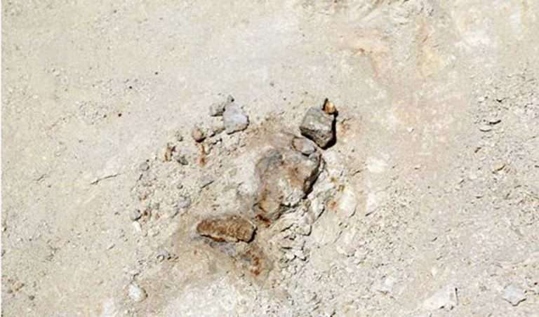 Les restes fossilisés de la baleine ont été trouvés en plein désert saoudien. © Saudi Geological Survey