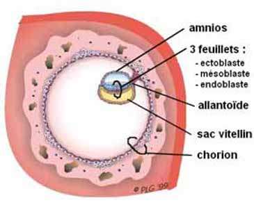 Les membranes embryonnaires : amnios, sac vitellin, allantoïde et chorion. © DR