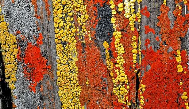 Lichens sur du schiste, Sierra Nevada, comté de Merced en Californie, États-Unis. © Stephen Sharnoff, Sylvia Duran Sharnoff